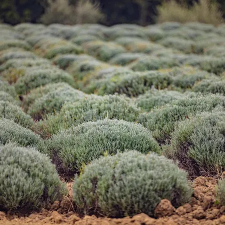 Villa Allegra Vižinada