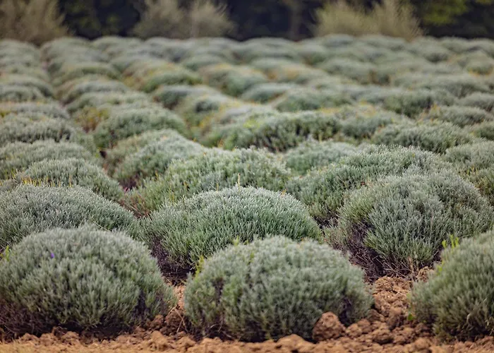 Villa Allegra Vižinada